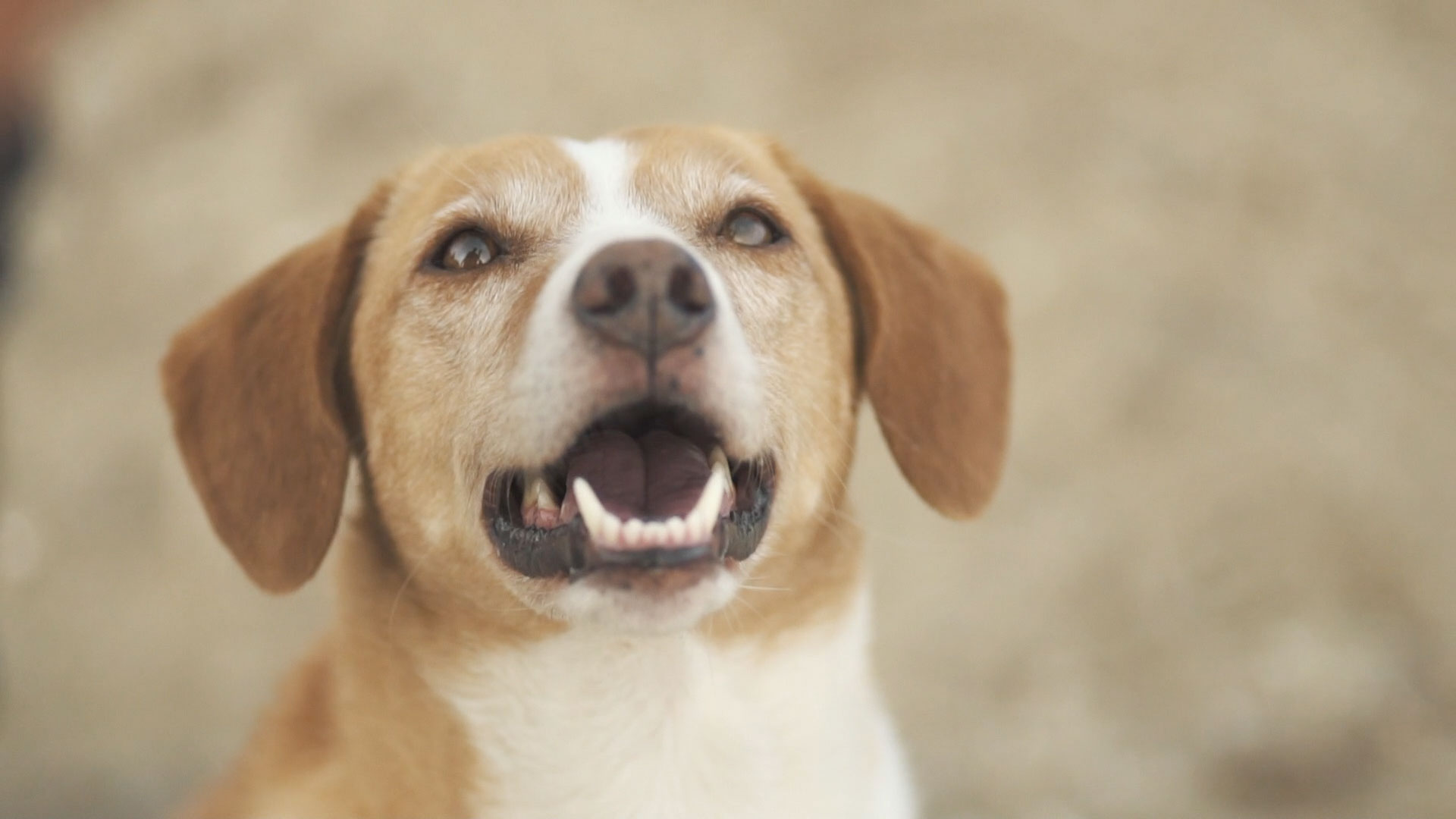 LucaDEA servizi video con i tuoi animali